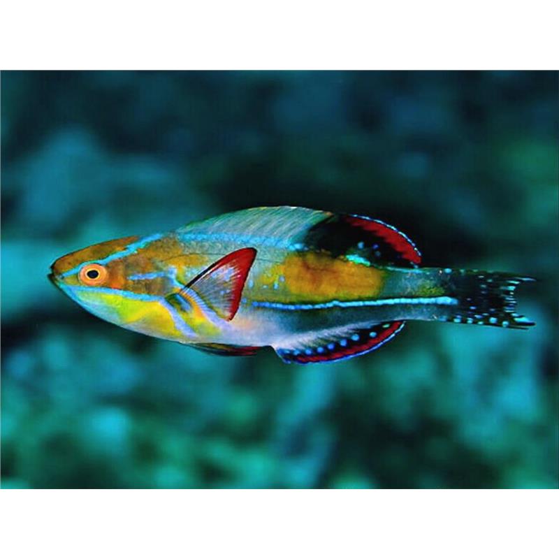 Cirrhilabrus exquisitus M - imagine 4